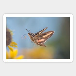 Hovering Hummingbird Moth Sticker